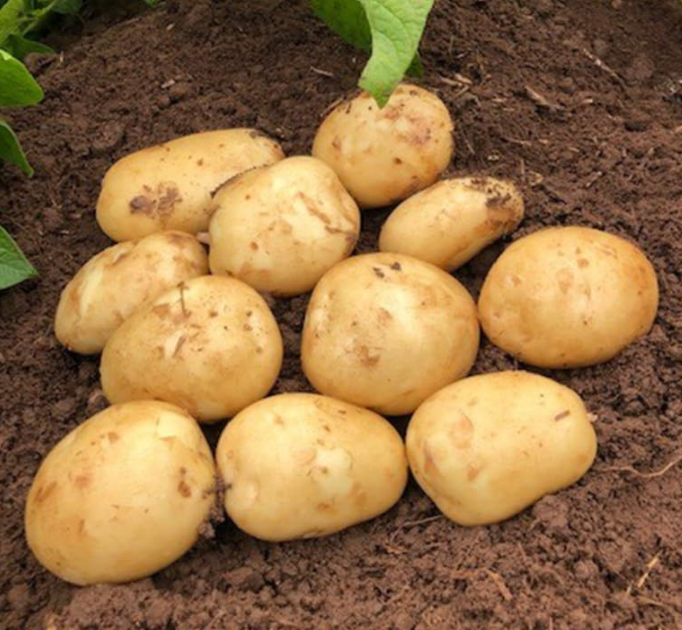 Yukon Gold True Potato Seeds - 40 Organic Seeds, Yellow Mix, Annual