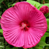 pink hibiscus 1