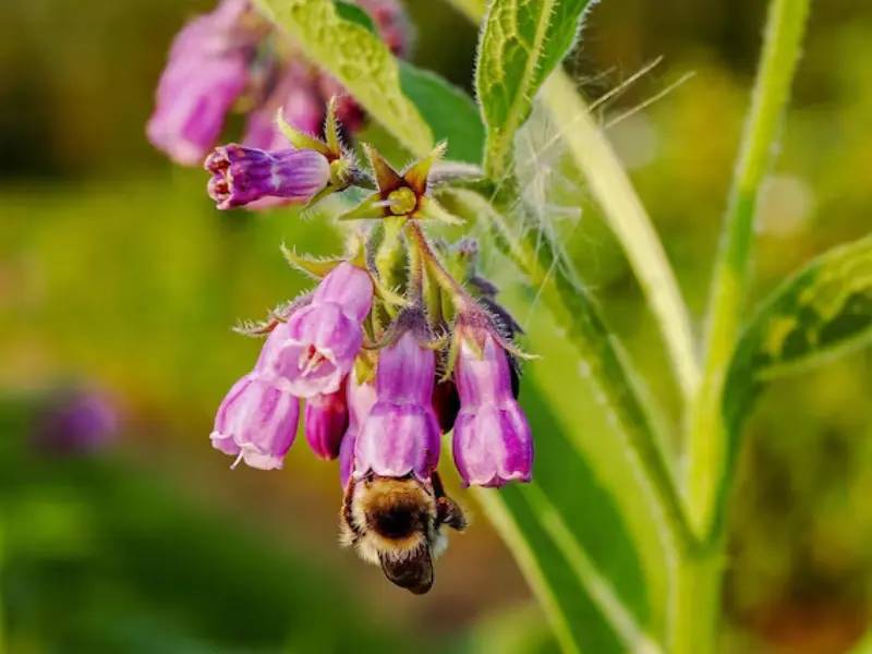 True Comfrey flowers