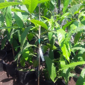 Abiu Live Plant – 2-3 Ft Tall – Tropical Fruit Tree in 3 Gallon Pot - Image 1