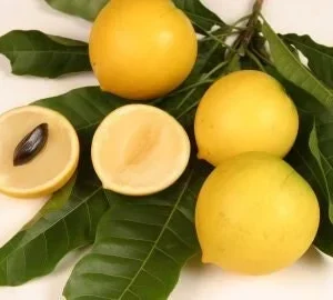 Abiu Live Plant - Pouteria Caimito - 4 Feet Tall - Vú Sữa Hoàng Kim - Ship in 7 Gallon Pot - Image 1