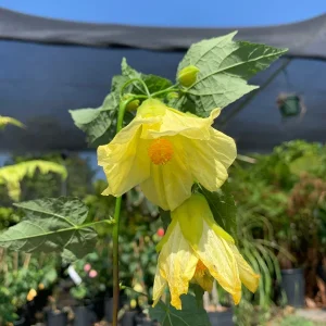 Abutilon Chiffon Live Plant - Flowering Maple Shrub, Yellow Bell Flowers, 2ft Tall, 6 Inch Pot - Image 1