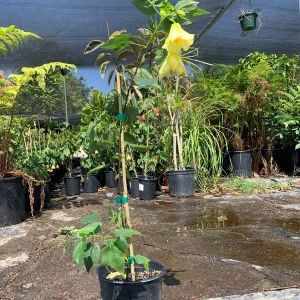 Abutilon Chiffon Live Plant - Flowering Maple Shrub, Yellow Bell Flowers, 2ft Tall, 6 Inch Pot - Image 3