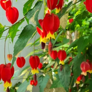 Abutilon Chinese Lantern Live Starter Plant - Flowering Maple - 3.25in Pot - Image 2
