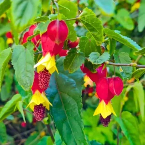 Abutilon Chinese Lantern Live Starter Plant - Flowering Maple - 3.25in Pot - Image 3