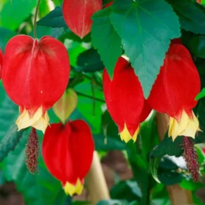 Abutilon Chinese Lantern Live Starter Plant - Flowering Maple - 3.25in Pot - Image 1