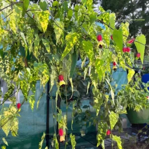 Abutilon Chinese Lantern Live Starter Plant - Flowering Maple - 3.25in Pot - Image 4