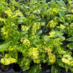 Abutilon Chinese Lantern Live Starter Plant - Flowering Maple - 3.25in Pot - Image 5