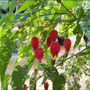 Abutilon Chinese Lantern Live Starter Plant - Flowering Maple - 3.25in Pot - Image 6