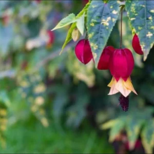 Abutilon Chinese Lantern Live Starter Plant - Flowering Maple - 3.25in Pot - Image 7