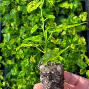 Abutilon Chinese Lantern Live Starter Plant - Flowering Maple - 3.25in Pot - Image 8