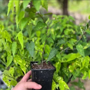 Abutilon Chinese Lantern Live Starter Plant - Flowering Maple - 3.25in Pot - Image 9