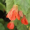Abutilon Christina Live Plant – 1-2ft Tall – 6 inch Pot – Flowering Shrub - Image 1
