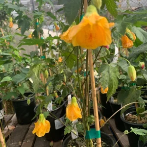 Abutilon Frieda Live Plant – 1 Gallon Pot – 1 Ft Tall – Flowering Shrub - Image 2