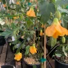 Abutilon Frieda Live Plant – 1 Gallon Pot – 1 Ft Tall – Flowering Shrub - Image 1