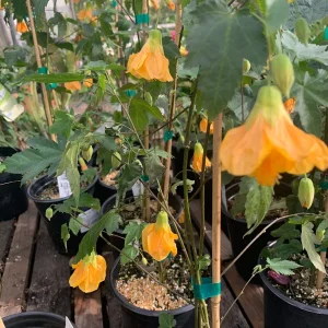 Abutilon Frieda Live Plant – 1 Gallon Pot – 1 Ft Tall – Flowering Shrub - Image 1