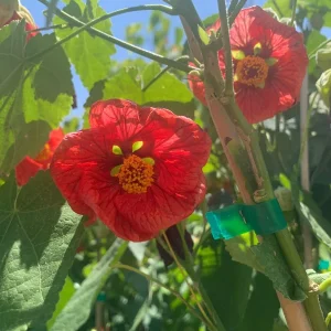 Abutilon 'Green-eyed Lady' Live Plant - 2ft Tall, 6in Pot, Patio Tree - Image 1