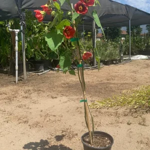 Abutilon 'Green-eyed Lady' Live Plant - 2ft Tall, 6in Pot, Patio Tree - Image 2