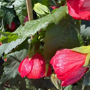 Abutilon Jerry's Red Wax Live Plant – 1-2 ft Tall – 1 Gallon Pot – Outdoor Shrub - Image 2