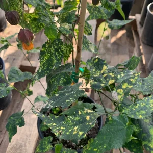 Abutilon 'Paisley' Live Plant - Flowering Maple - 1 Gallon Pot - Image 1