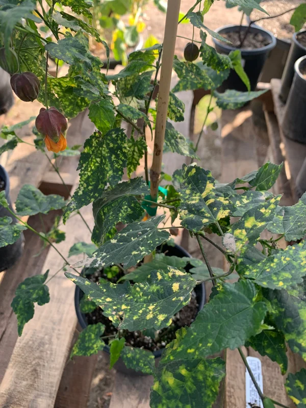 Abutilon 'Paisley' Live Plant - Flowering Maple - 1 Gallon Pot - Image 1