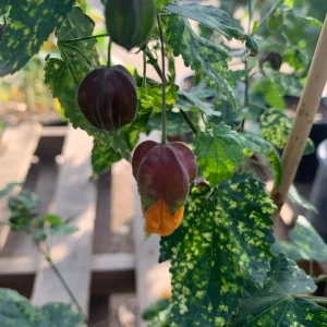 Abutilon 'Paisley' Live Plant - Flowering Maple - 1 Gallon Pot - Image 2