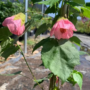 Abutilon Rosalie Live Plant – Pink Flowering Shrub – 2-3 ft Tall – 6 inch Pot - Image 3