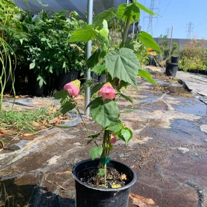 Abutilon Rosalie Live Plant – Pink Flowering Shrub – 2-3 ft Tall – 6 inch Pot - Image 4