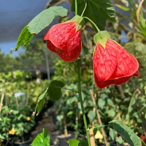 Abutilon Sangria Live Plant – 2-3ft Tall in 6in Pot – Red-Veined Flowers - Image 2