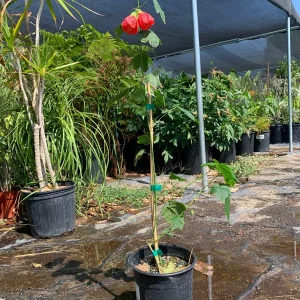 Abutilon Sangria Live Plant – 2-3ft Tall in 6in Pot – Red-Veined Flowers - Image 3