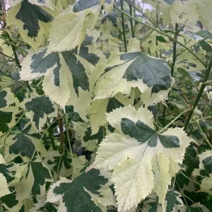 Abutilon 'Savitzii' Live Plant – 2 ft Tall, 6 inch Pot, Flowering Shrub - Image 2