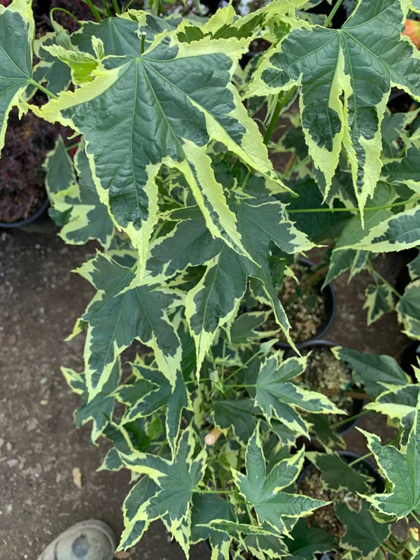 Abutilon Souvenir de Bonn Live Plant - 1 ft Tall in 6 inch Pot - Image 2