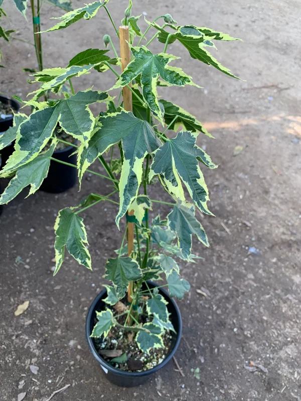 Abutilon Souvenir de Bonn Live Plant - 1 ft Tall in 6 inch Pot - Image 3