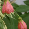Abutilon Souvenir de Bonn Live Plant - 1 ft Tall in 6 inch Pot - Image 1