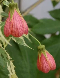 Abutilon Souvenir de Bonn Live Plant - 1 ft Tall in 6 inch Pot - Image 1