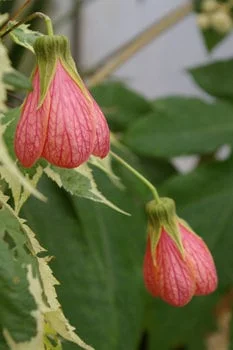 Abutilon Souvenir de Bonn Live Plant - 1 ft Tall in 6 inch Pot - Image 1