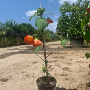 Abutilon Sunrise Reitera Live Plant - Flowering Maple, 2ft Tall, 6 inch Pot - Image 2
