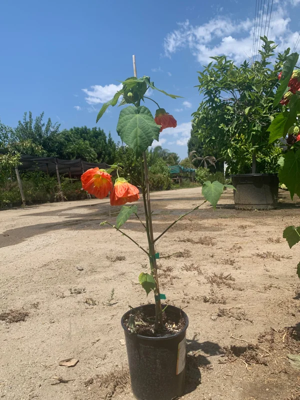 Abutilon Sunrise Reitera Live Plant - Flowering Maple, 2ft Tall, 6 inch Pot - Image 2