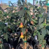 Abutilon 'Sunset' Live Plant - Flowering Maple, Yellow & Red Blooms, 1-2 ft Tall - Image 1