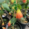Abutilon Victor Reitor Live Plant – 1 Gallon Pot, 1 Ft Tall, Outdoor Shrub - Image 1