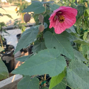 Abutilon 'Watermelon Candy' Live Plant - Flowering Maple, 1 Gallon Pot - Image 2