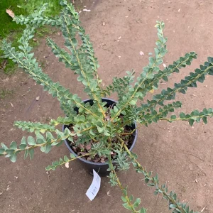 Acacia Cultriformis Live Plant – Knifeleaf Acacia – 1 Gallon Pot – 1 Foot Tall - Image 3