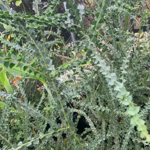 Acacia Pravissima Live Plant – 1 ft Tall – 6 inch Pot – Outdoor Shrub Tree - Image 2