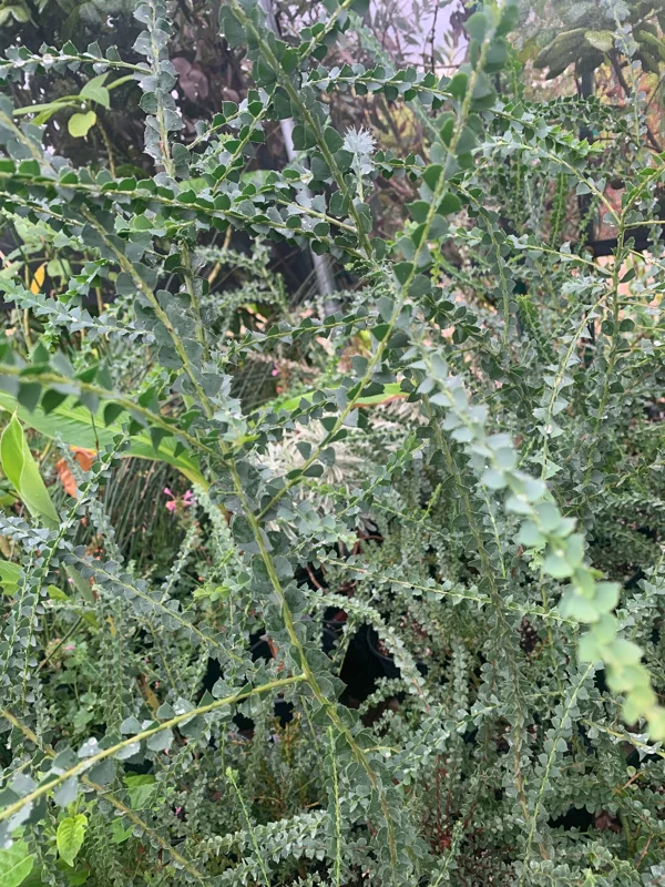 Acacia Pravissima Live Plant – 1 ft Tall – 6 inch Pot – Outdoor Shrub Tree - Image 2