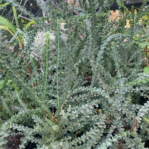 Acacia Pravissima Live Plant – 1 ft Tall – 6 inch Pot – Outdoor Shrub Tree - Image 3