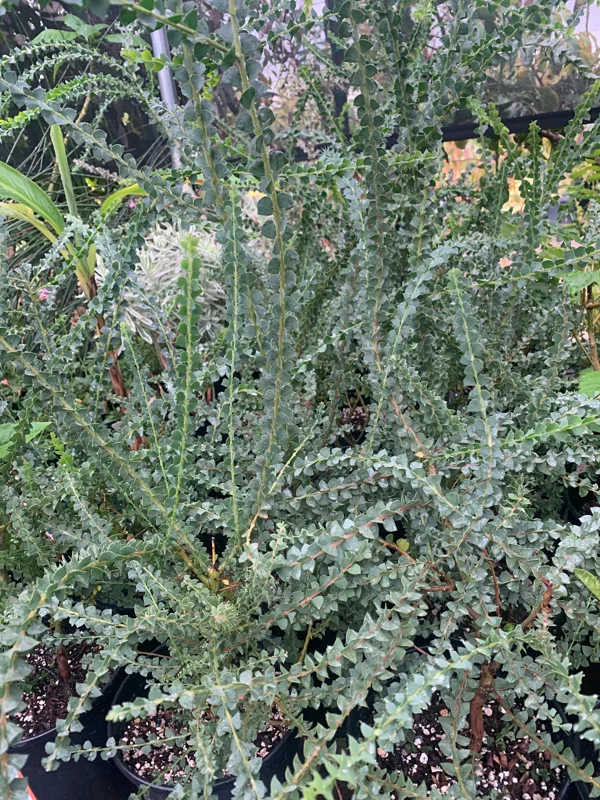 Acacia Pravissima Live Plant – 1 ft Tall – 6 inch Pot – Outdoor Shrub Tree - Image 3