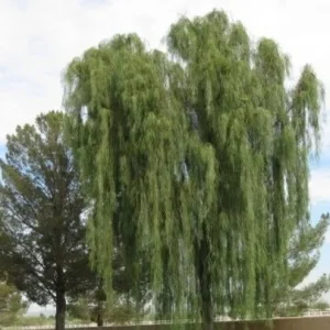 Acacia salicina Willow Acacia Live Plant – 1 Gallon Pot, 1 Foot Tall – Outdoor Tree - Image 2