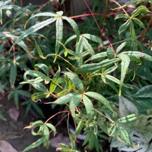 Acer Pentaphyllum Live Plant – Five-Leaf Maple Tree – 1-3 ft Tall – Ships in 6 inch Pot – Outdoor - Image 2