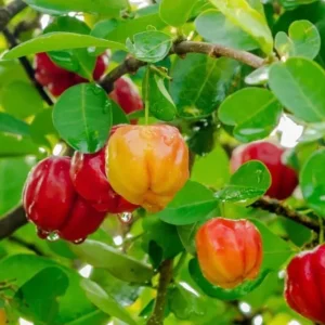 Acerola Cherry Live Plant (Barbados Cherry) - 10