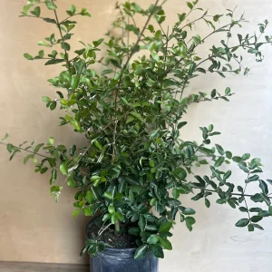 Acerola Cherry Live Plant (Barbados Cherry) - 10